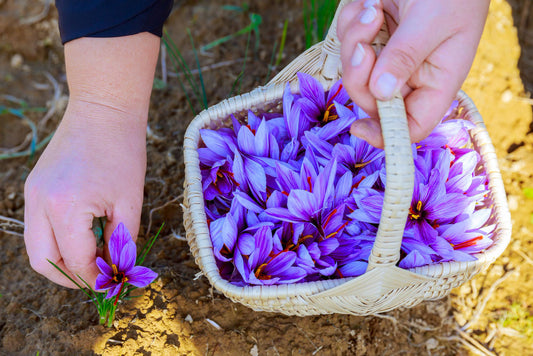 Preserving Perfection: The Importance of Temperature and Humidity Control for Saffron Freshness.