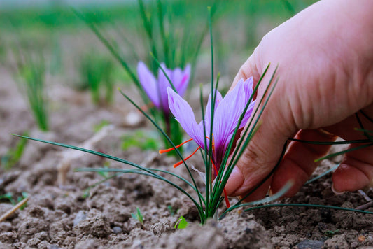 Fair Trade Saffron: Promoting Social Responsibility in the Spice Industry.