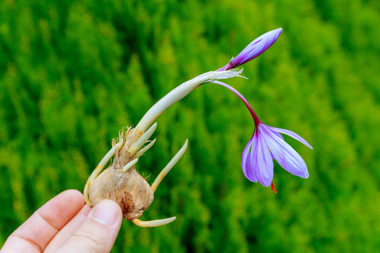 Unlocking the Health Benefits of Saffron: Exploring its Use as a Functional Food and Nutraceutical.