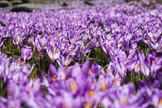 Maximizing Saffron Quality: A Guide to Production, Processing, and Storage.