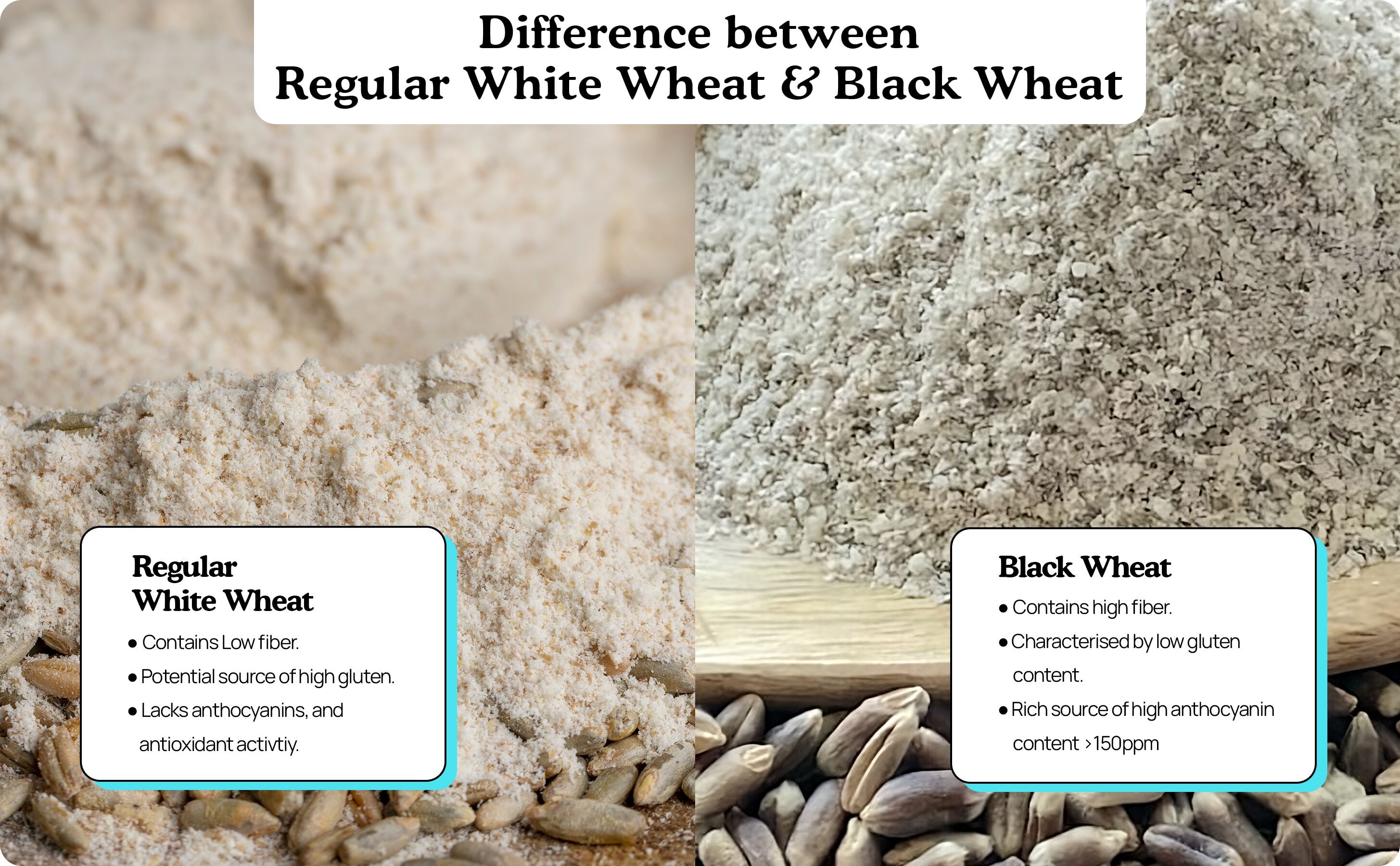 Difference between regular white wheat and black wheat